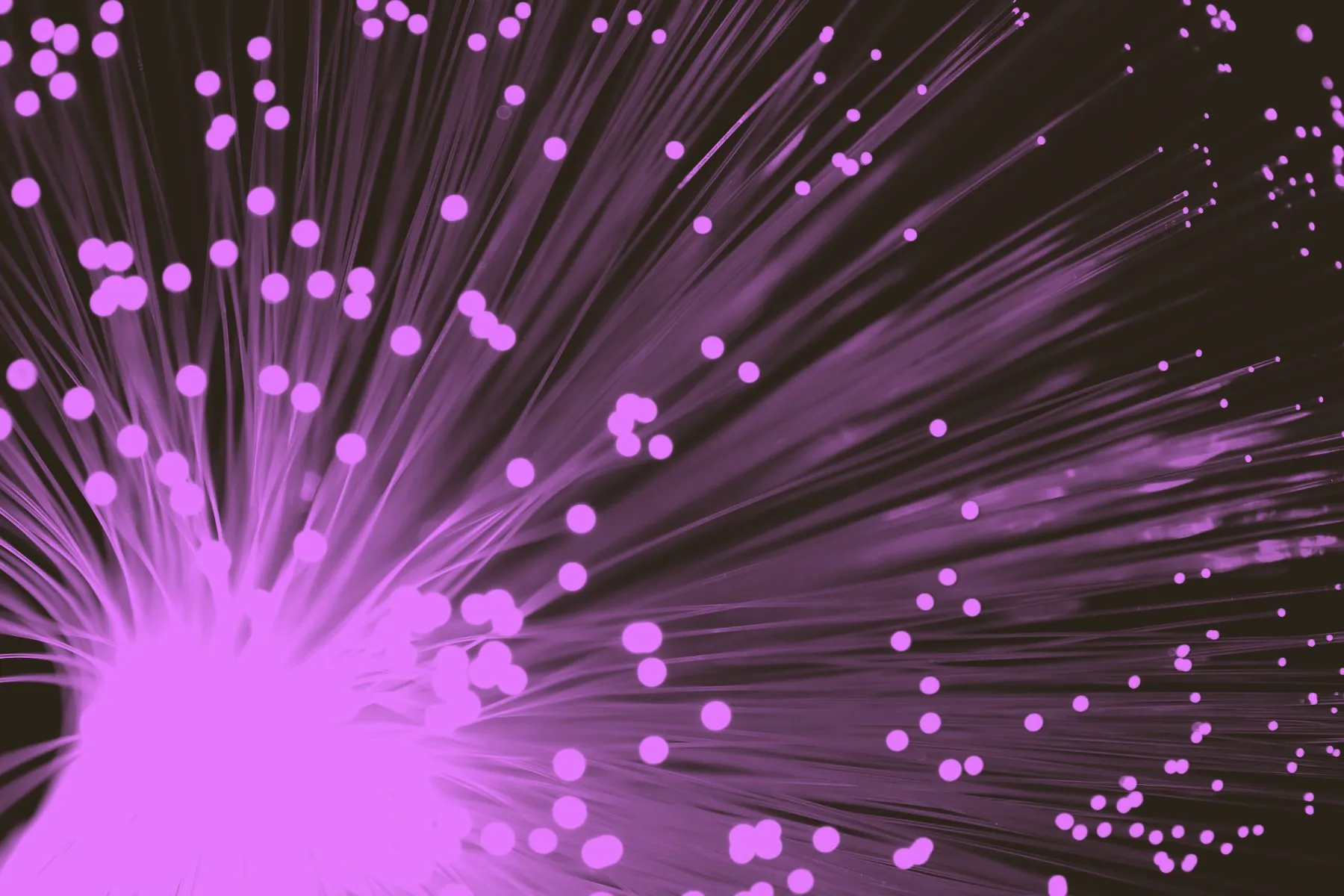 Fibre optic strands gathered into a bundle, their ends lit